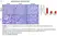 Anti Rat CD68 Antibody, clone ED1 thumbnail image 120