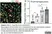 Anti Rat CD68 Antibody, clone ED1 thumbnail image 121