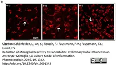 Anti Rat CD68 Antibody, clone ED1 gallery image 122