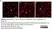 Anti Rat CD68 Antibody, clone ED1 thumbnail image 122