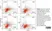 Anti Rat CD68 Antibody, clone ED1 thumbnail image 14