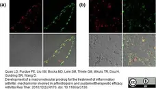 Anti Rat CD68 Antibody, clone ED1 gallery image 15