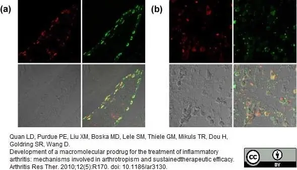 Anti Rat CD68 Antibody, clone ED1 gallery image 15