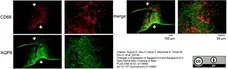 Anti Rat CD68 Antibody, clone ED1 gallery image 17