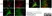 Anti Rat CD68 Antibody, clone ED1 thumbnail image 17