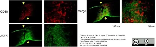 Anti Rat CD68 Antibody, clone ED1 gallery image 17