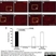 Anti Rat CD68 Antibody, clone ED1 thumbnail image 19