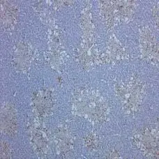 Anti Rat CD68 Antibody, clone ED1 gallery image 2