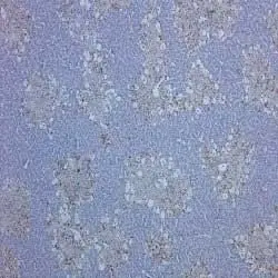 Anti Rat CD68 Antibody, clone ED1 gallery image 2