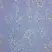 Anti Rat CD68 Antibody, clone ED1 thumbnail image 2