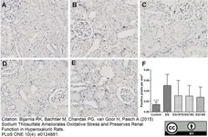 Anti Rat CD68 Antibody, clone ED1 gallery image 21