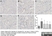 Anti Rat CD68 Antibody, clone ED1 thumbnail image 21