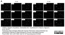 Anti Rat CD68 Antibody, clone ED1 gallery image 24