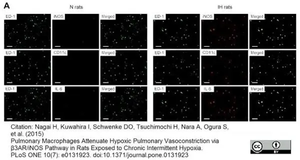 Anti Rat CD68 Antibody, clone ED1 gallery image 24