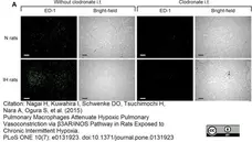 Anti Rat CD68 Antibody, clone ED1 gallery image 25