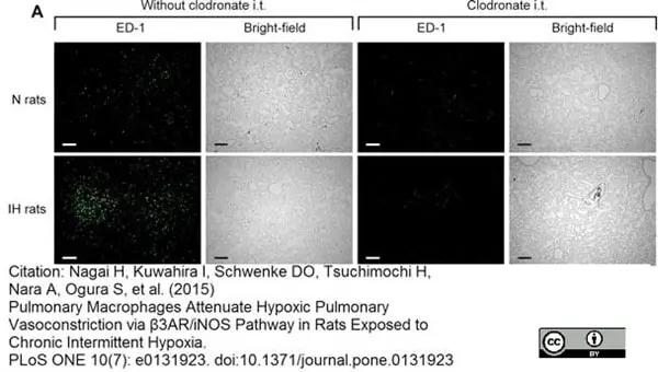 Anti Rat CD68 Antibody, clone ED1 gallery image 25