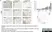 Anti Rat CD68 Antibody, clone ED1 thumbnail image 26