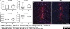 Anti Rat CD68 Antibody, clone ED1 gallery image 29