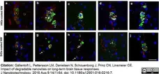 Anti Rat CD68 Antibody, clone ED1 gallery image 30