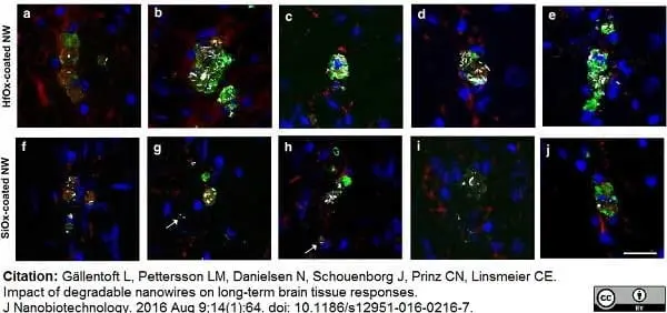 Anti Rat CD68 Antibody, clone ED1 gallery image 30
