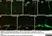 Anti Rat CD68 Antibody, clone ED1 thumbnail image 33