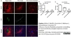 Anti Rat CD68 Antibody, clone ED1 gallery image 34