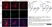 Anti Rat CD68 Antibody, clone ED1 thumbnail image 34