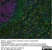 Anti Rat CD68 Antibody, clone ED1 thumbnail image 35