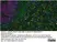 Anti Rat CD68 Antibody, clone ED1 thumbnail image 35