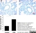 Anti Rat CD68 Antibody, clone ED1 thumbnail image 36