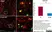 Anti Rat CD68 Antibody, clone ED1 thumbnail image 37