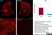 Anti Rat CD68 Antibody, clone ED1 thumbnail image 38