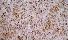Anti Rat CD68 Antibody, clone ED1 gallery image 4