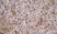 Anti Rat CD68 Antibody, clone ED1 thumbnail image 4