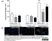 Anti Rat CD68 Antibody, clone ED1 thumbnail image 40