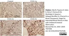 Anti Rat CD68 Antibody, clone ED1 gallery image 41