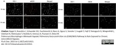 Anti Rat CD68 Antibody, clone ED1 gallery image 43