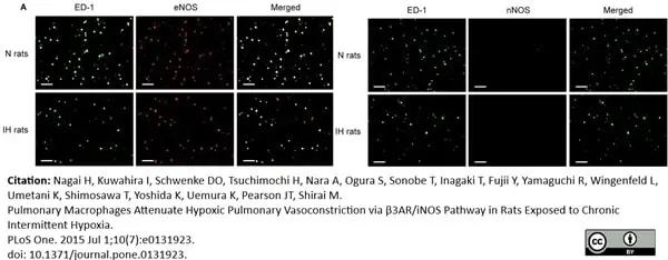 Anti Rat CD68 Antibody, clone ED1 gallery image 43