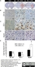 Anti Rat CD68 Antibody, clone ED1 thumbnail image 45