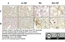 Anti Rat CD68 Antibody, clone ED1 gallery image 46