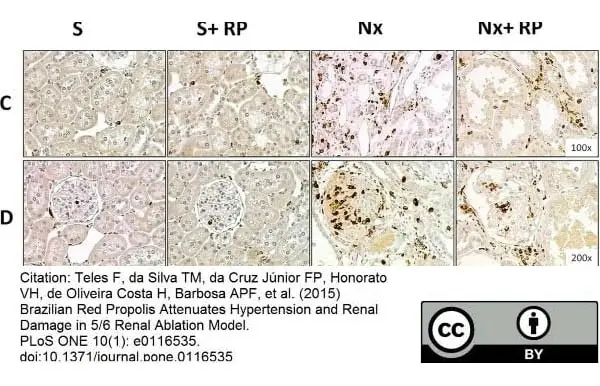 Anti Rat CD68 Antibody, clone ED1 gallery image 46