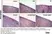 Anti Rat CD68 Antibody, clone ED1 thumbnail image 47