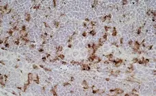 Anti Rat CD68 Antibody, clone ED1 gallery image 5
