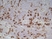 Anti Rat CD68 Antibody, clone ED1 thumbnail image 5
