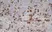 Anti Rat CD68 Antibody, clone ED1 thumbnail image 5