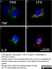 Anti Rat CD68 Antibody, clone ED1 thumbnail image 52