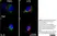 Anti Rat CD68 Antibody, clone ED1 thumbnail image 52