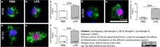 Anti Rat CD68 Antibody, clone ED1 gallery image 53