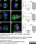 Anti Rat CD68 Antibody, clone ED1 thumbnail image 53