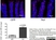 Anti Rat CD68 Antibody, clone ED1 thumbnail image 54